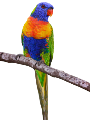 Rainbow_lorikeet-removebg-preview