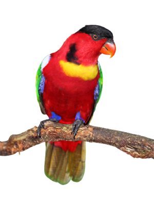 Yellow-bibbed-Lory-lorius-chlorocercus-removebg-preview