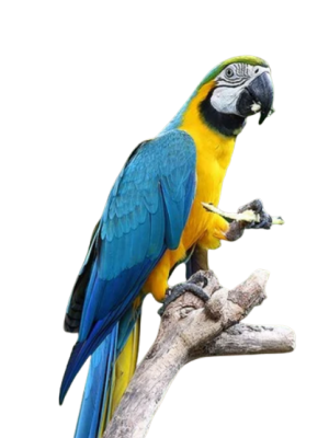 blue_and_gold_macaw-removebg-preview