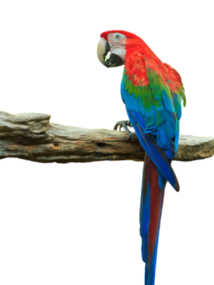 green_wing_macaw-removebg-preview