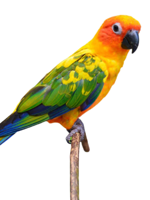 sun_conure-removebg-preview